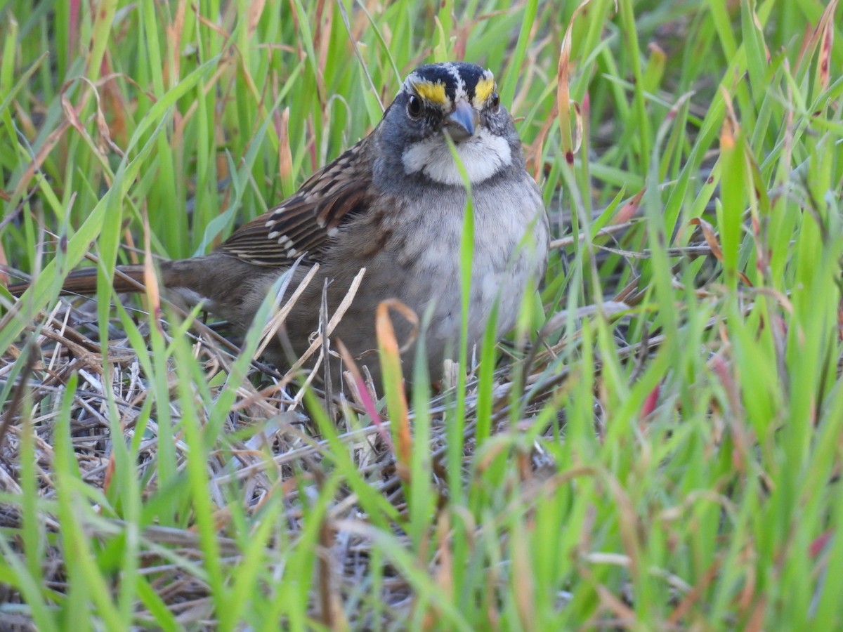 White-throated Sparrow - ML646614598