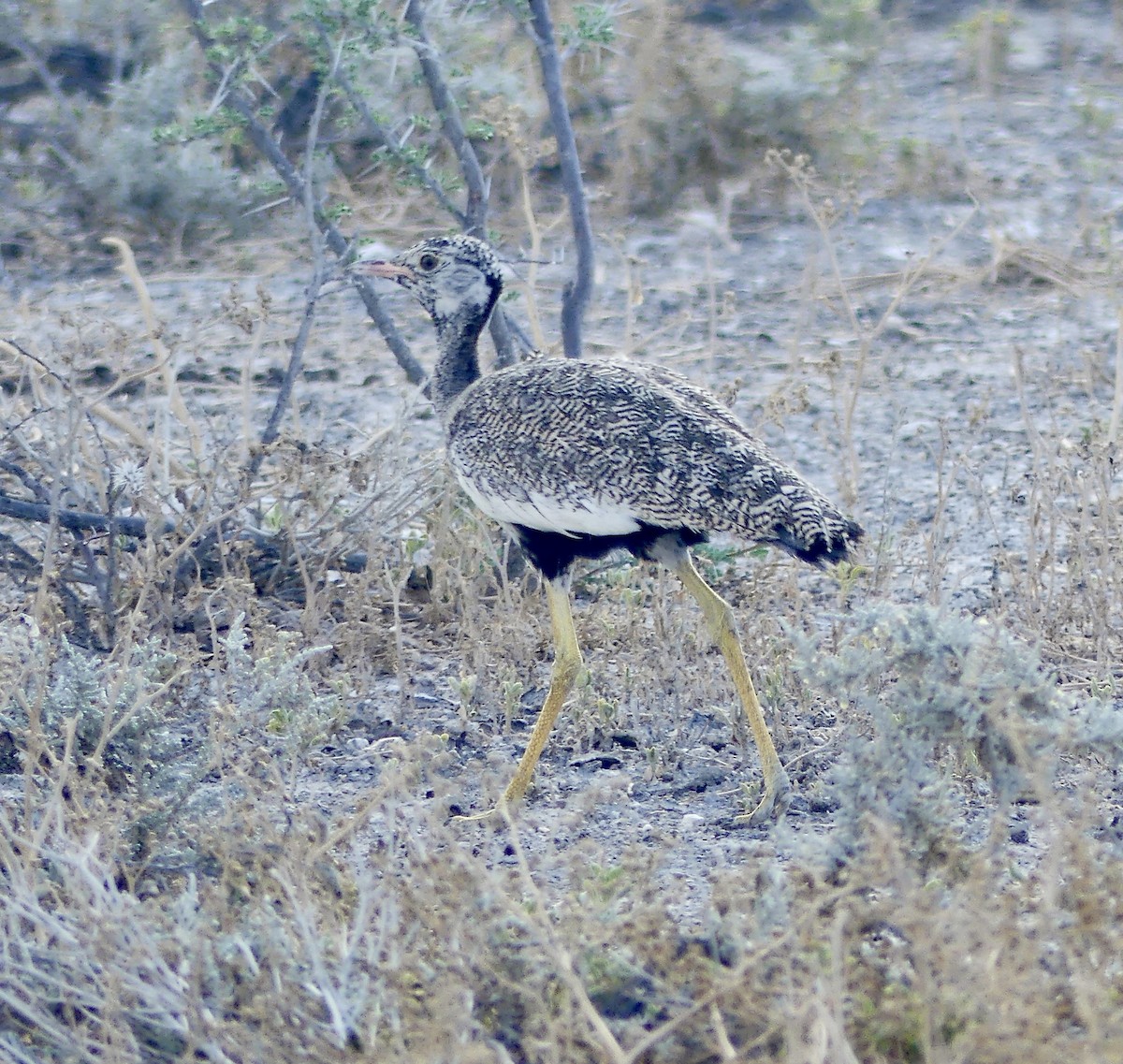 White-quilled Bustard - ML646614599