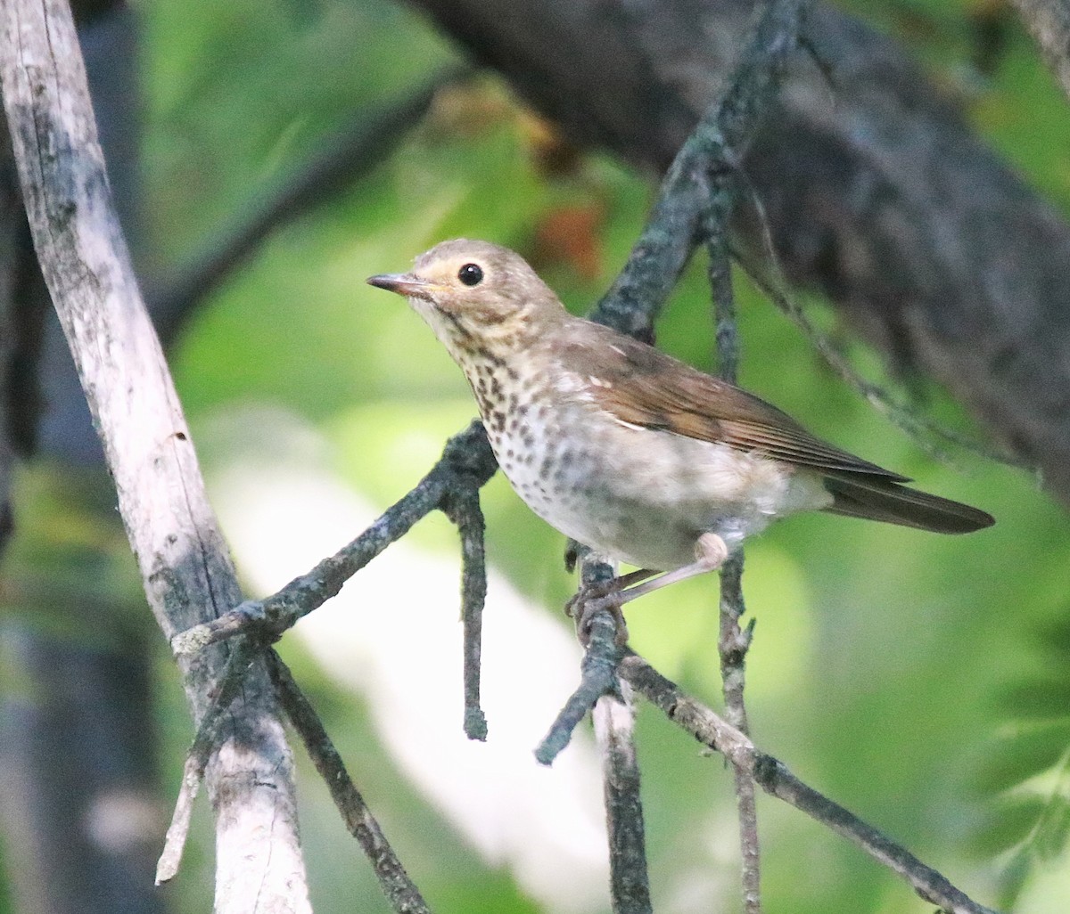 Zwergmusendrossel - ML646614600