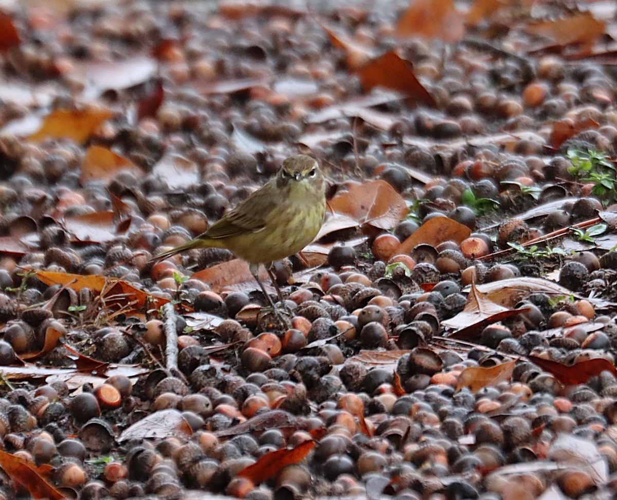 Palmenwaldsänger (palmarum) - ML646614601