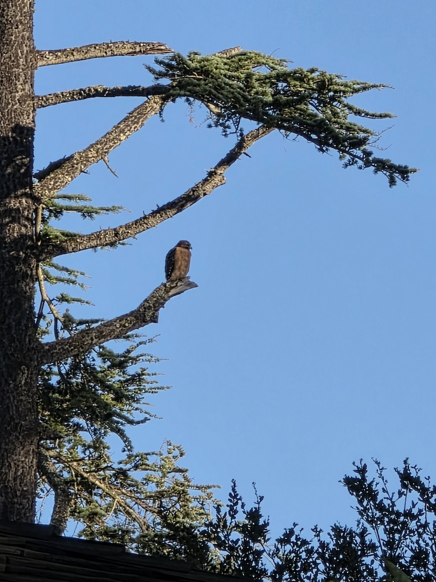 Red-shouldered Hawk - ML646614603