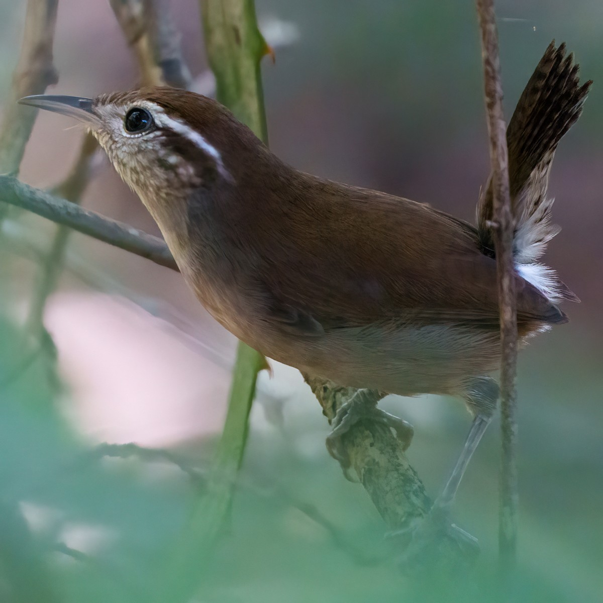 White-bellied Wren - ML646614604