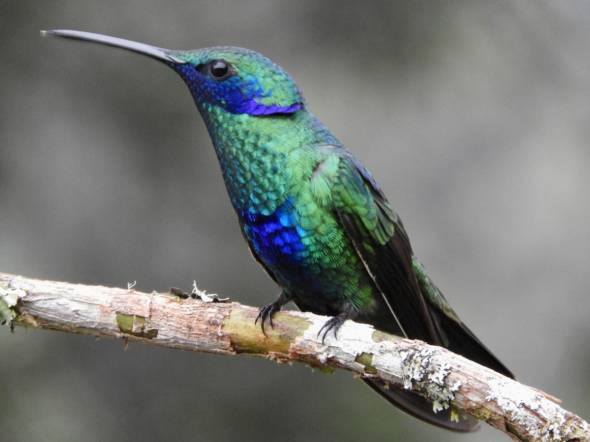 fiolørekolibri - ML646614606