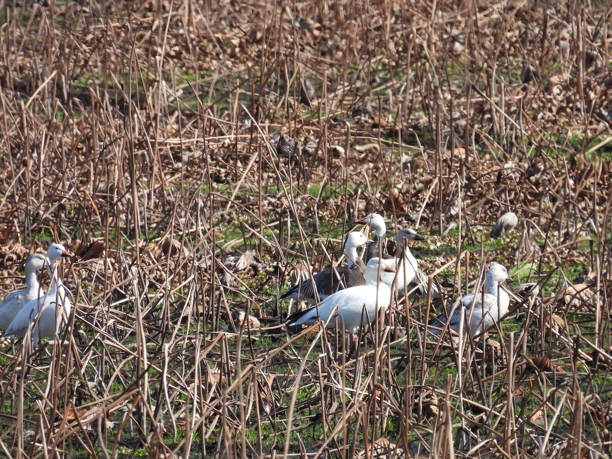 Snow Goose - ML646614607