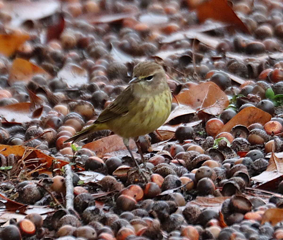 Palmenwaldsänger (palmarum) - ML646614608