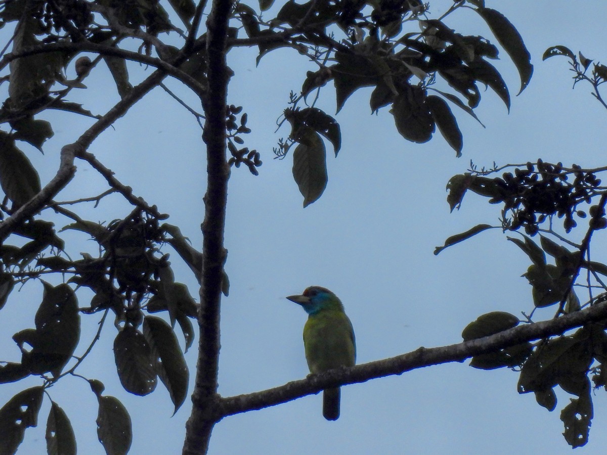 barbet modrolící - ML646614613