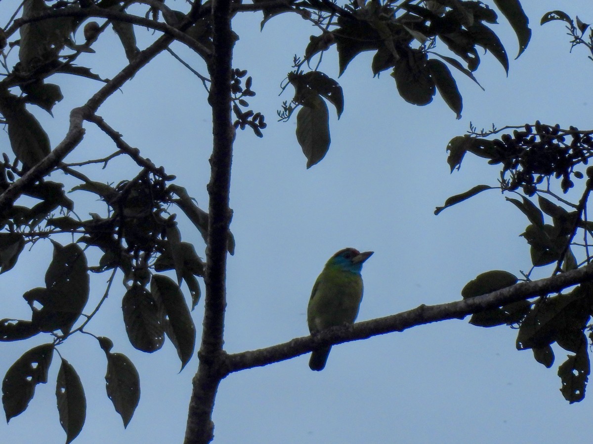 Blue-throated Barbet - ML646614614