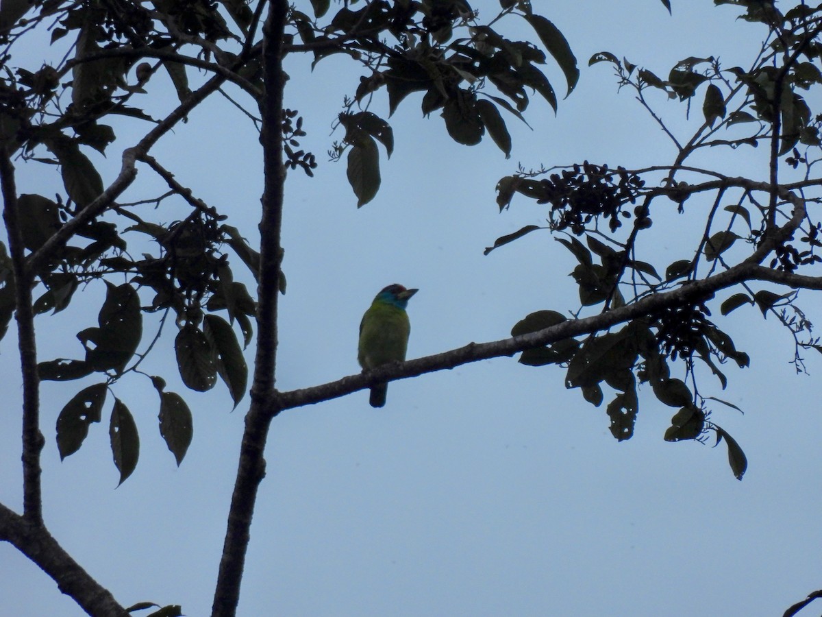 Blue-throated Barbet - ML646614615