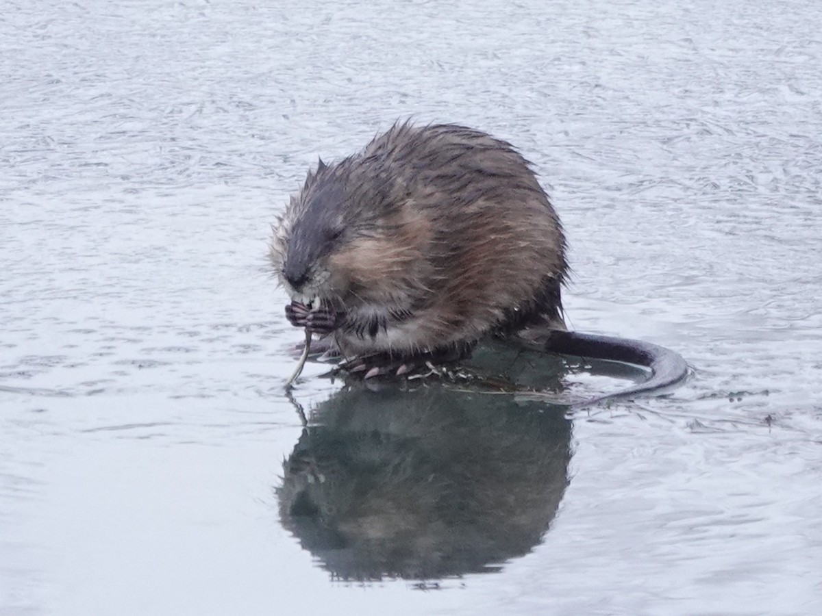 Muskrat - ML646614616