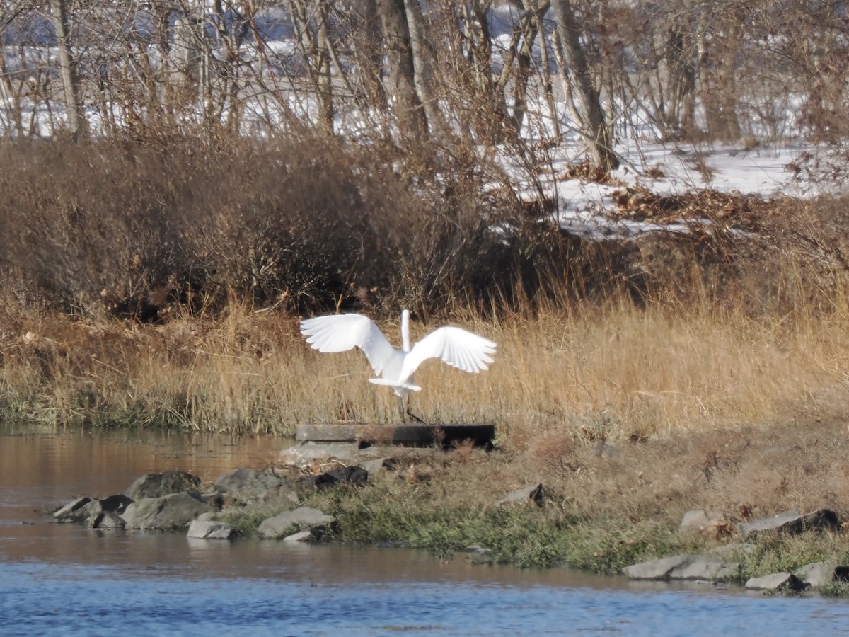 volavka bílá - ML646614618