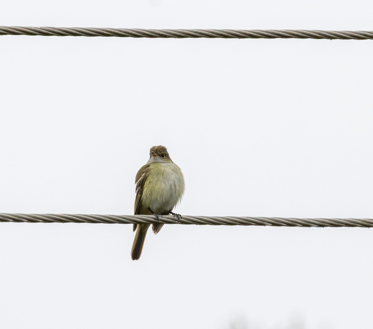 Kısa Gagalı Elenya - ML646614619