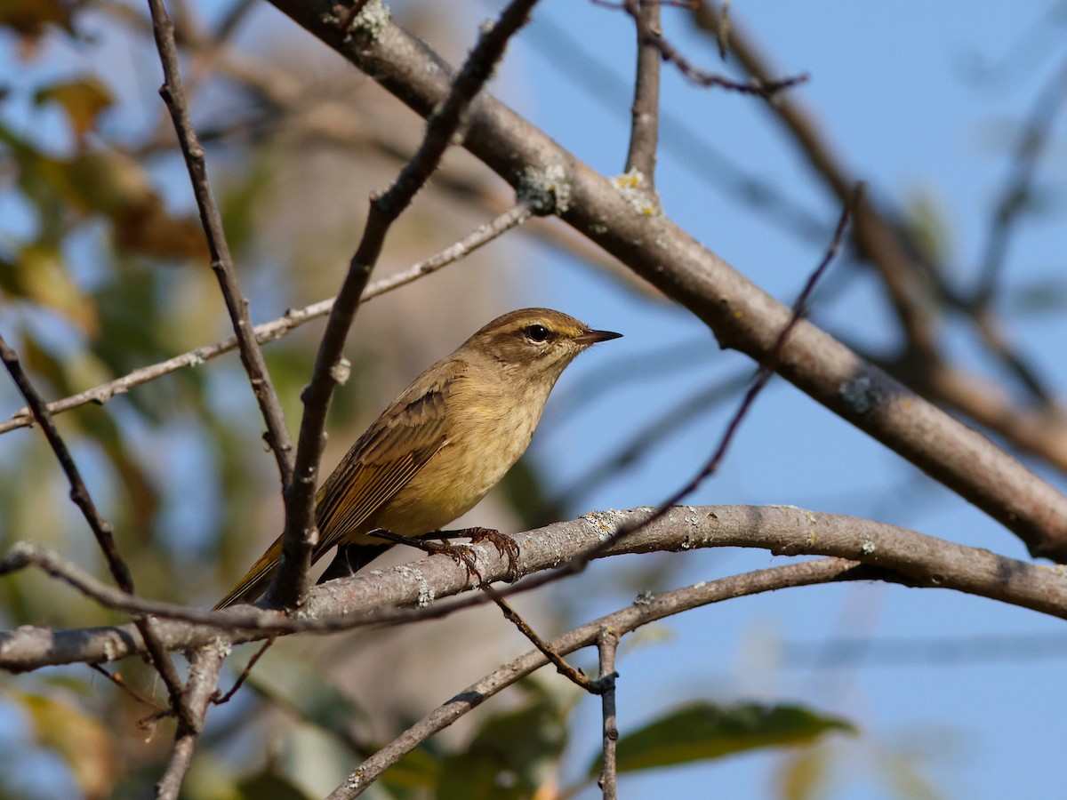 Palm Warbler (Western) - ML646614621