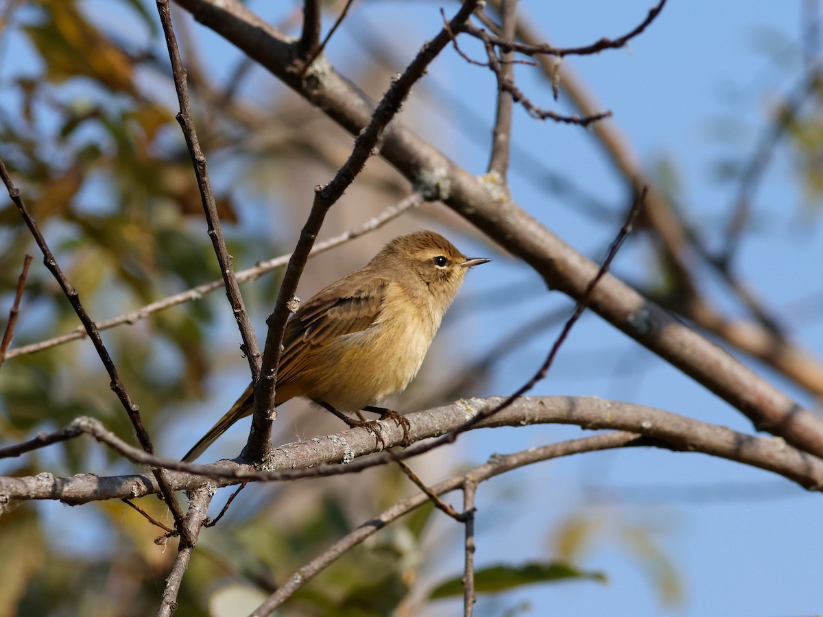 Palm Warbler (Western) - ML646614622