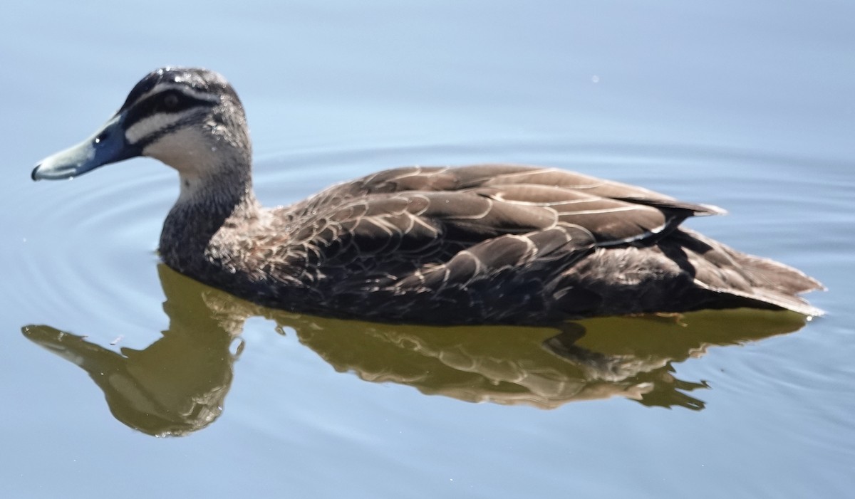 Pacific Black Duck - ML646614623