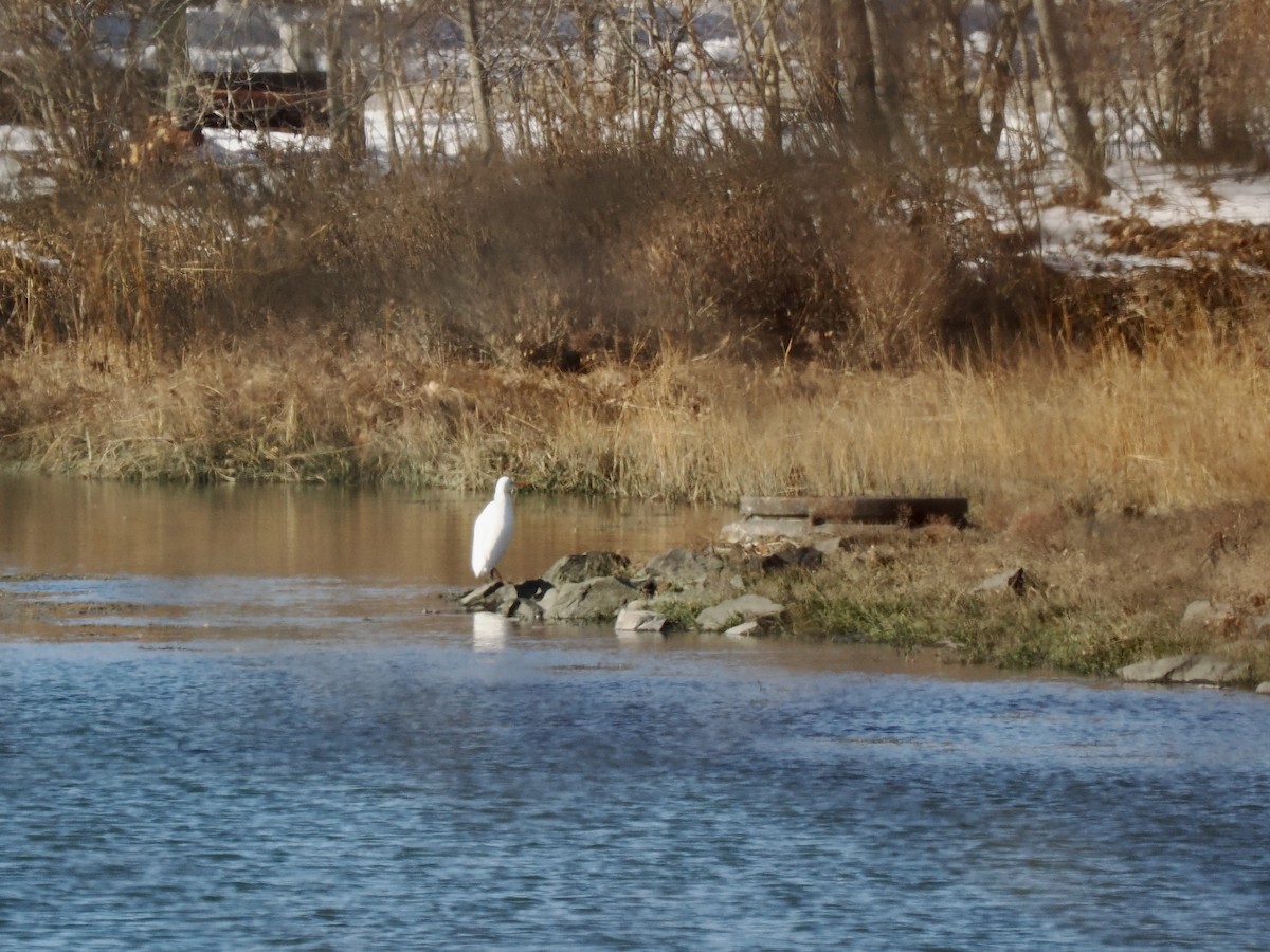 volavka bílá - ML646614625