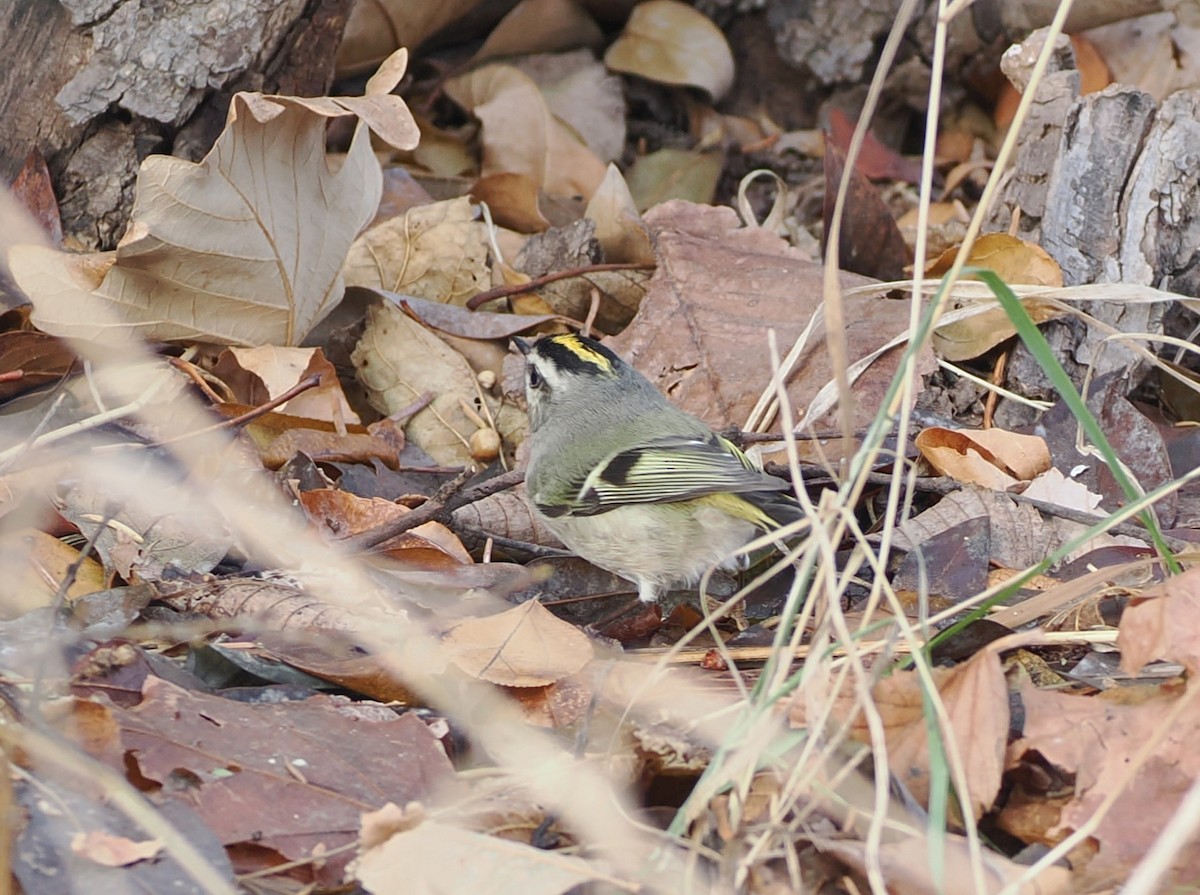 アメリカキクイタダキ - ML646614626