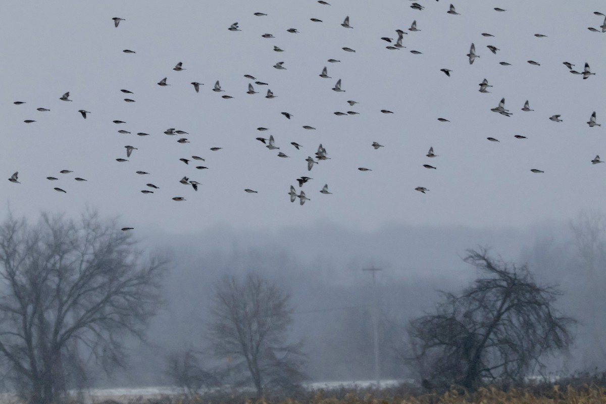 Snow Bunting - ML646614629