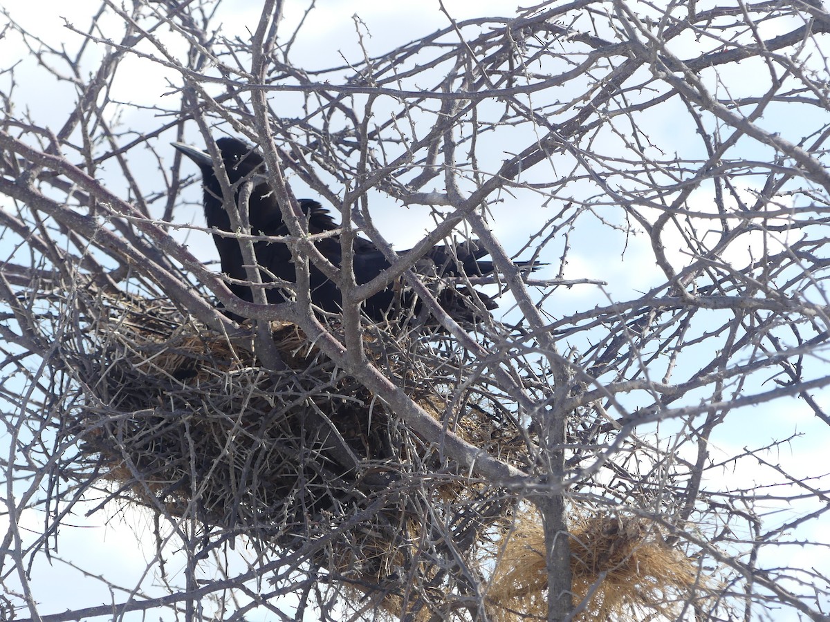 Cape Crow - ML646614633