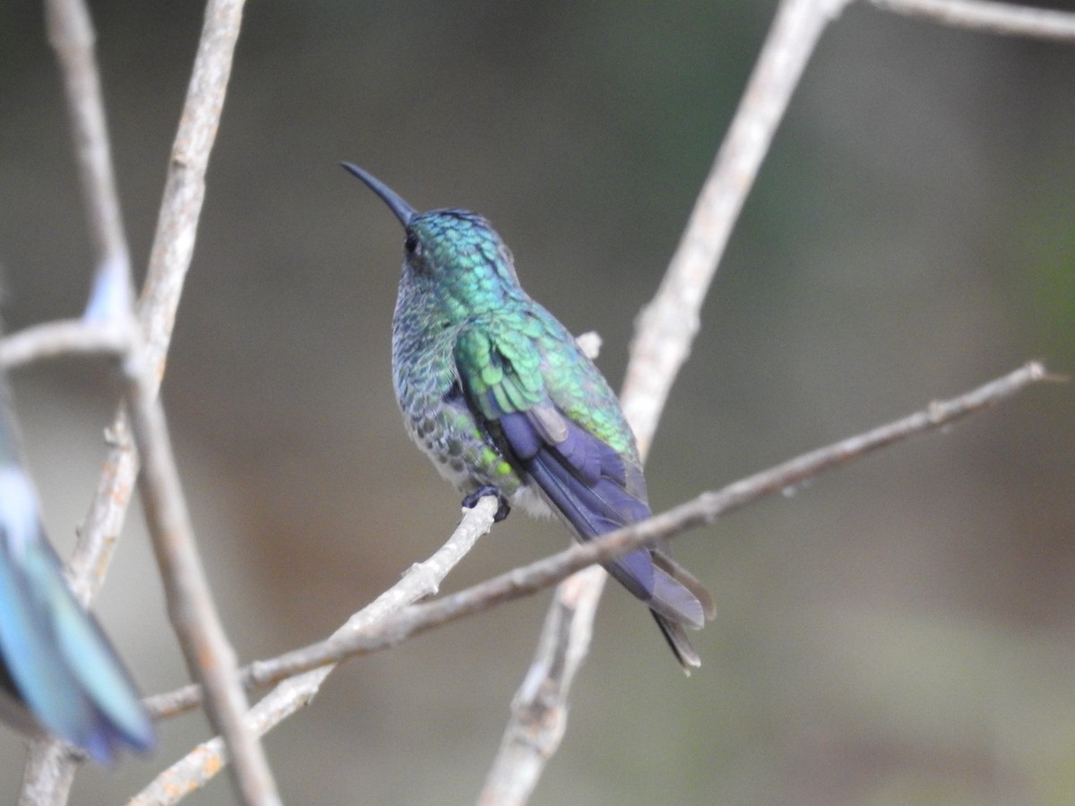 Golden-tailed Sapphire - ML646614634