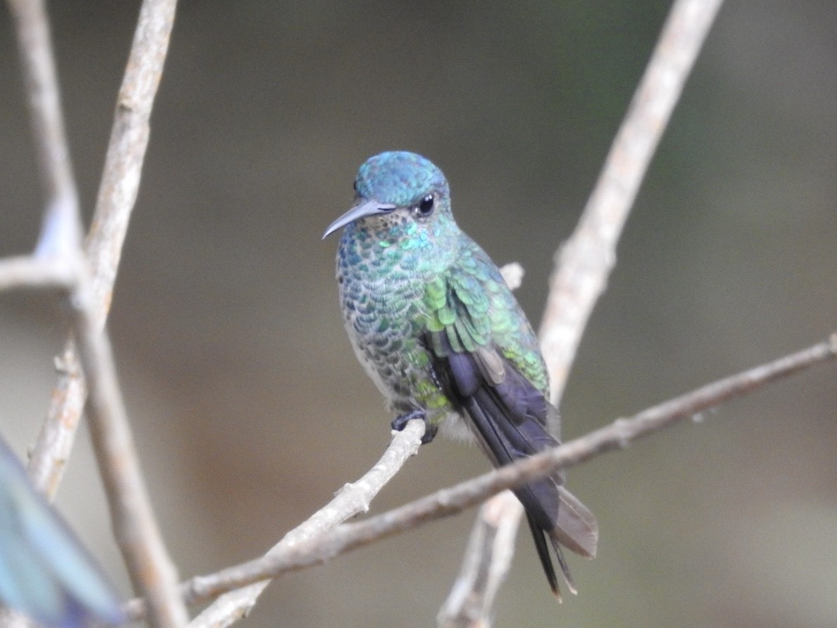 Golden-tailed Sapphire - ML646614635