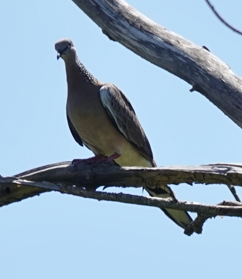 珠頸斑鳩 - ML646614637