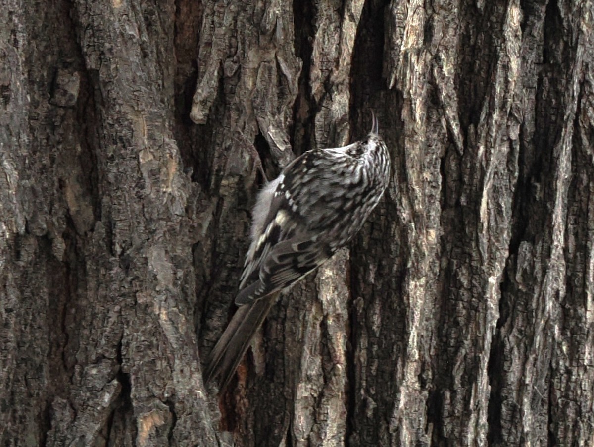 Brown Creeper - ML646614640