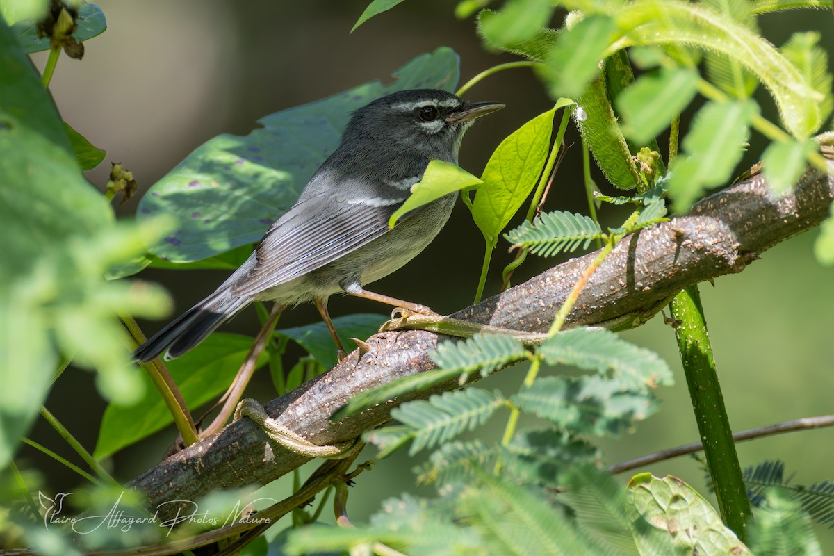 Plumbeous Warbler - ML646614641
