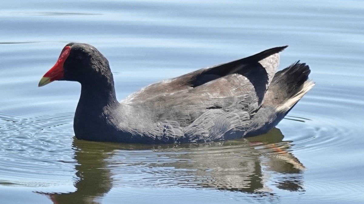 Dusky Moorhen - ML646614643