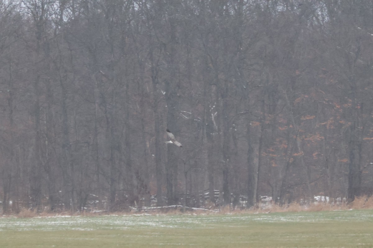 Northern Harrier - ML646614644