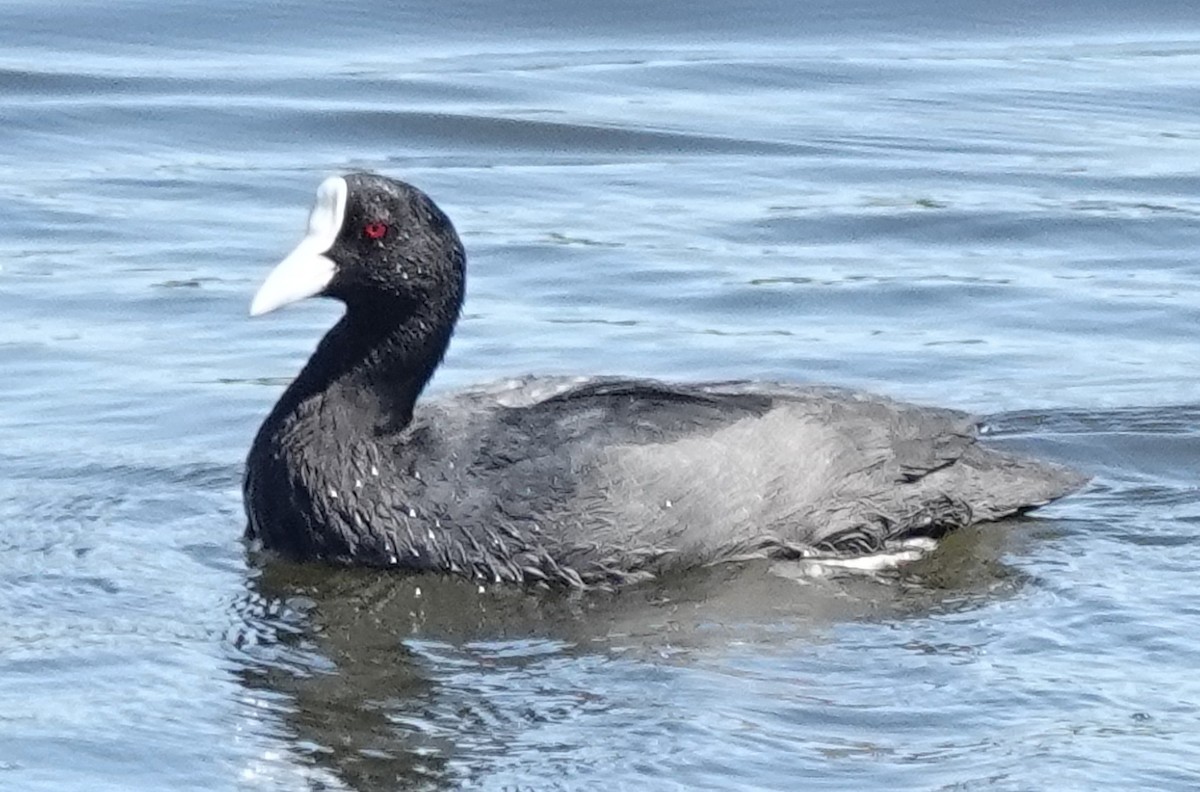 白冠雞 - ML646614650