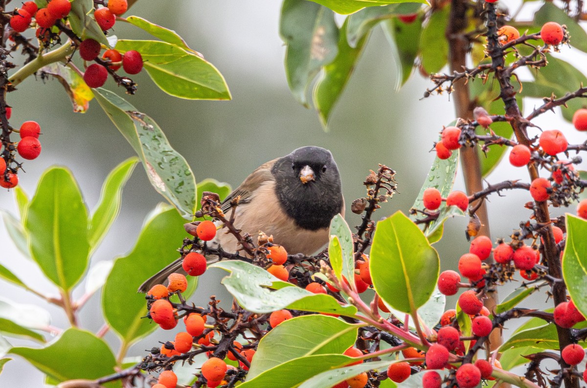Junco Ojioscuro - ML646614651