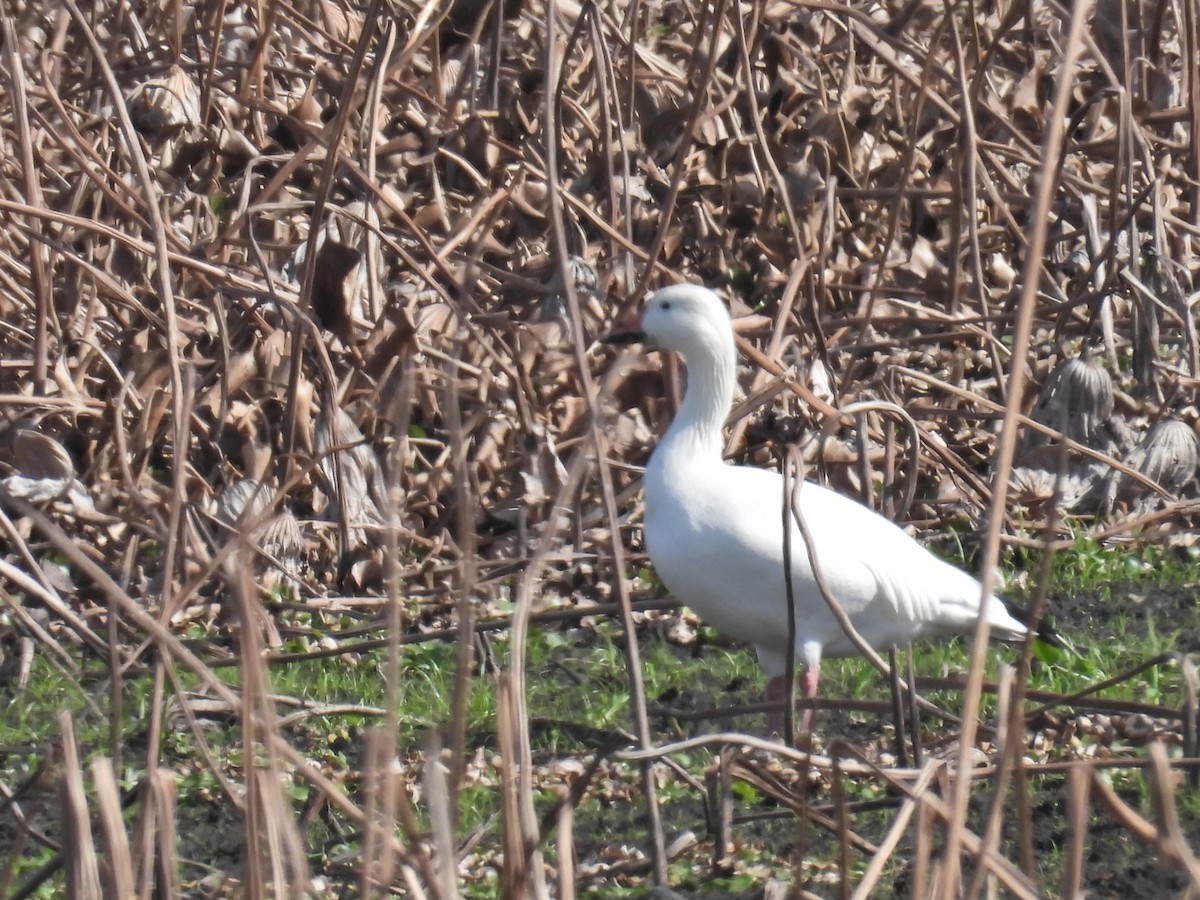 Snow Goose - ML646614652