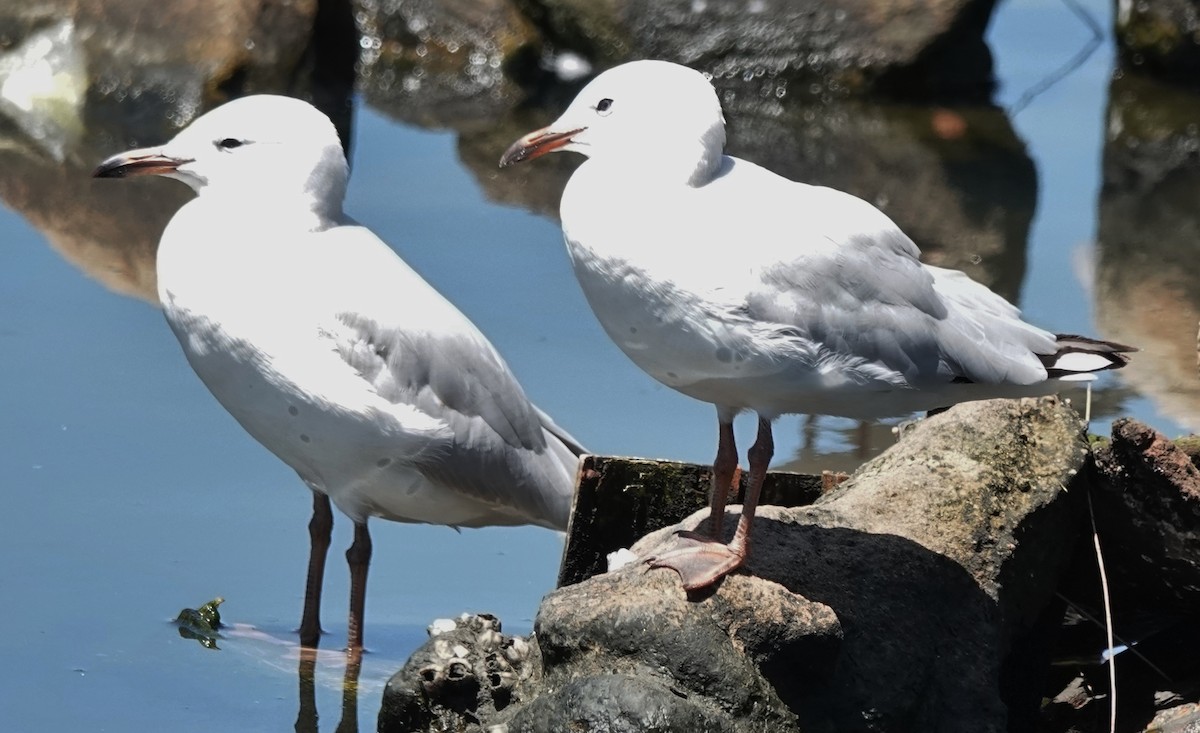 紐澳紅嘴鷗(novaehollandiae/forsteri) - ML646614654