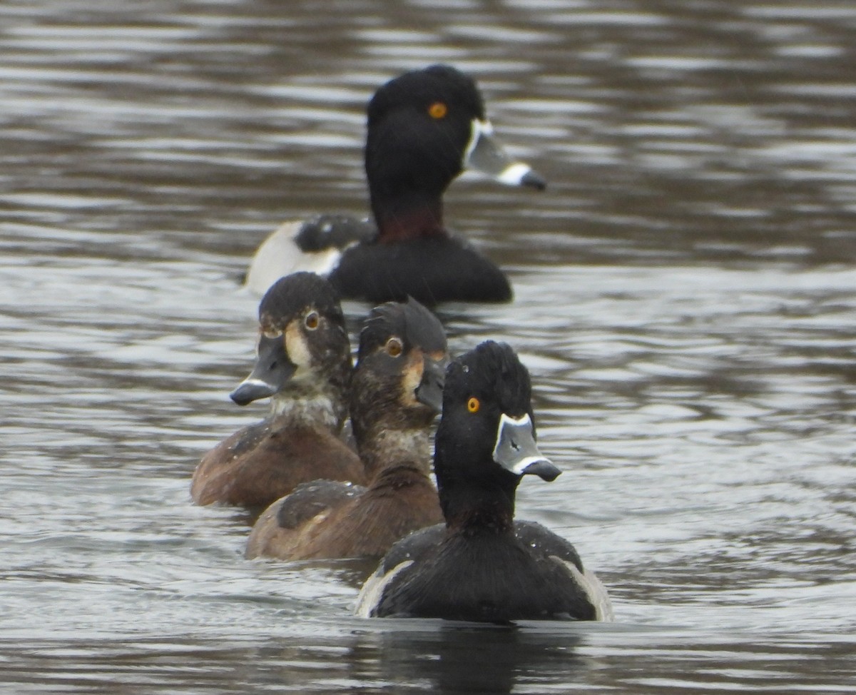 クビワキンクロ - ML646614658