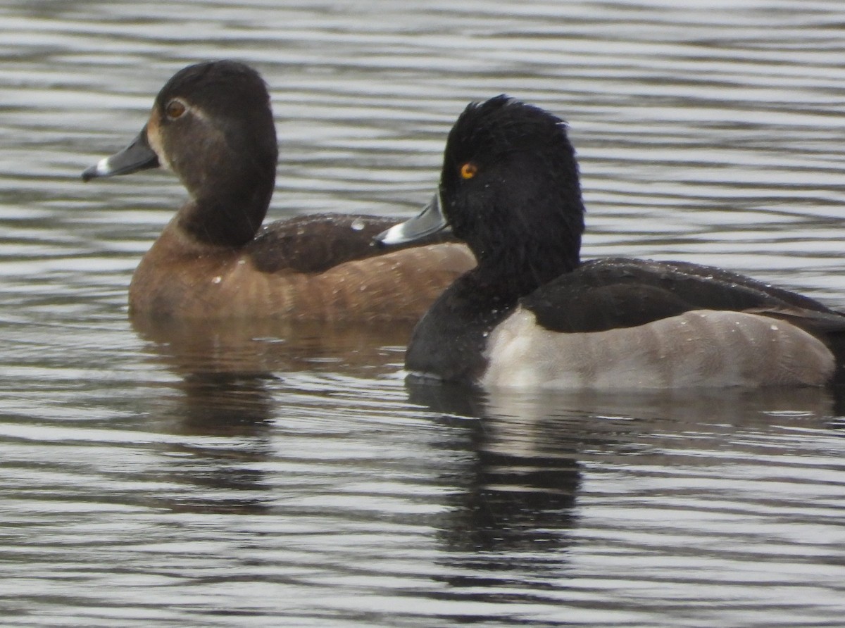 クビワキンクロ - ML646614659