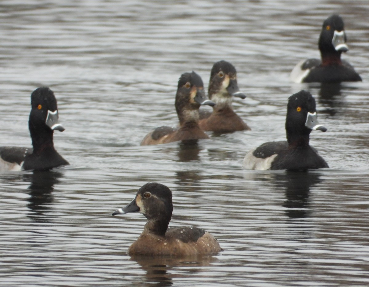 クビワキンクロ - ML646614660