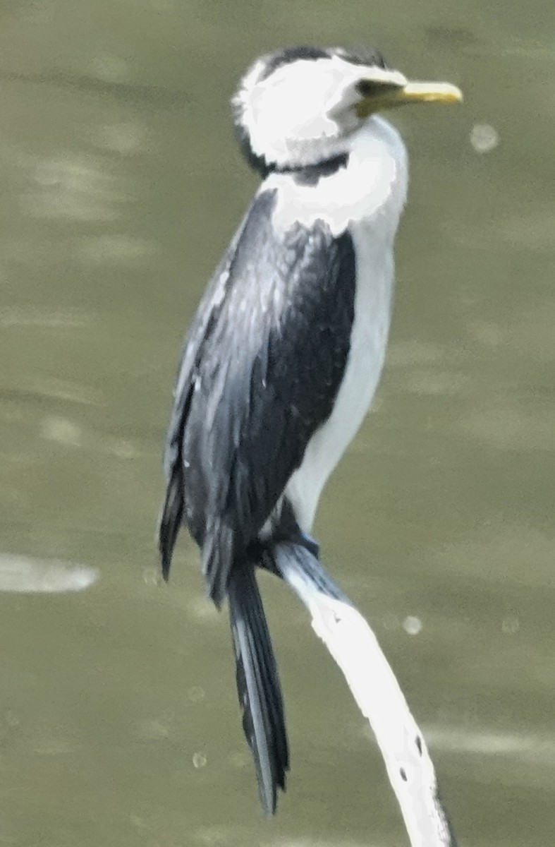 Little Pied Cormorant - ML646614661