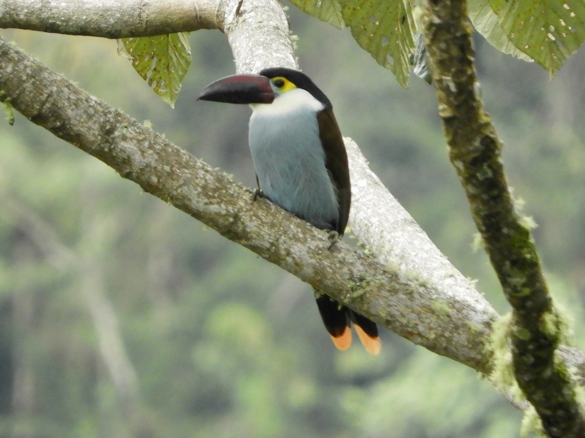 Андигена білощока - ML646614662