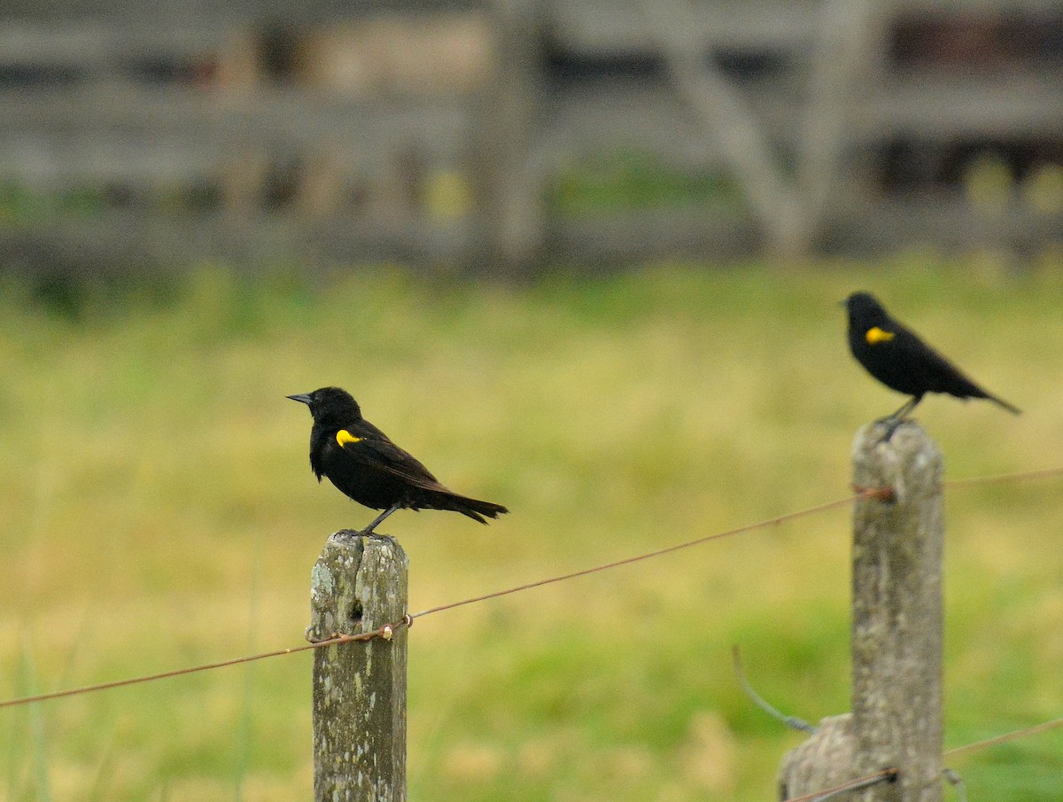 Yellow-winged Blackbird - ML646614664