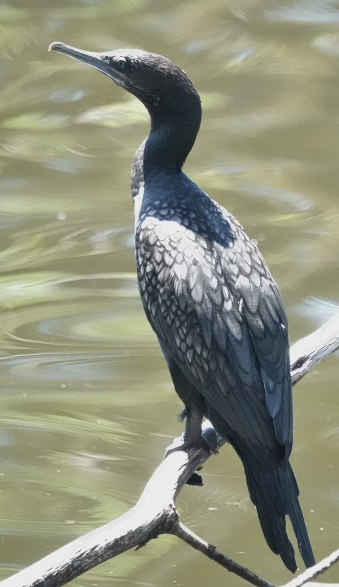 Little Black Cormorant - ML646614665