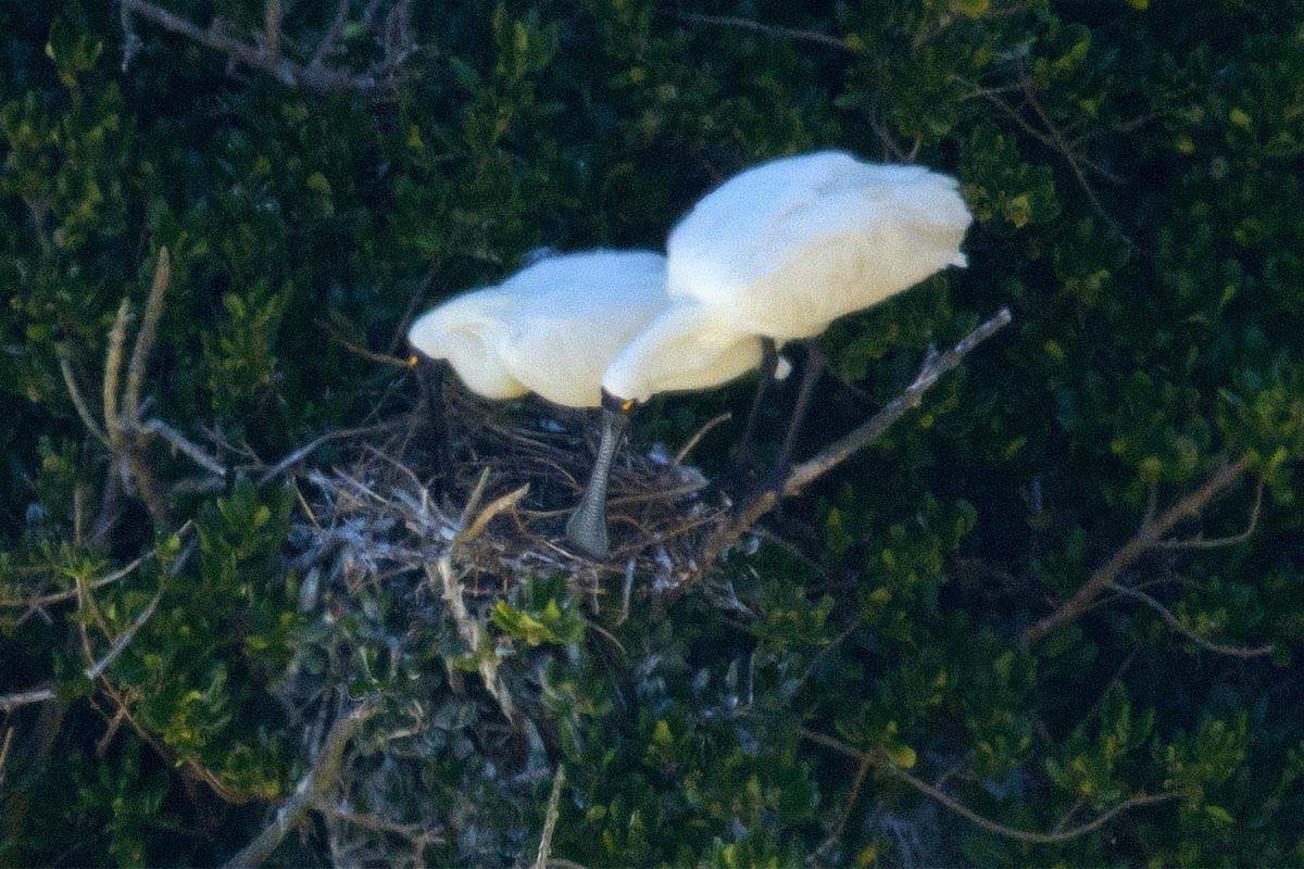 Royal Spoonbill - ML646614666