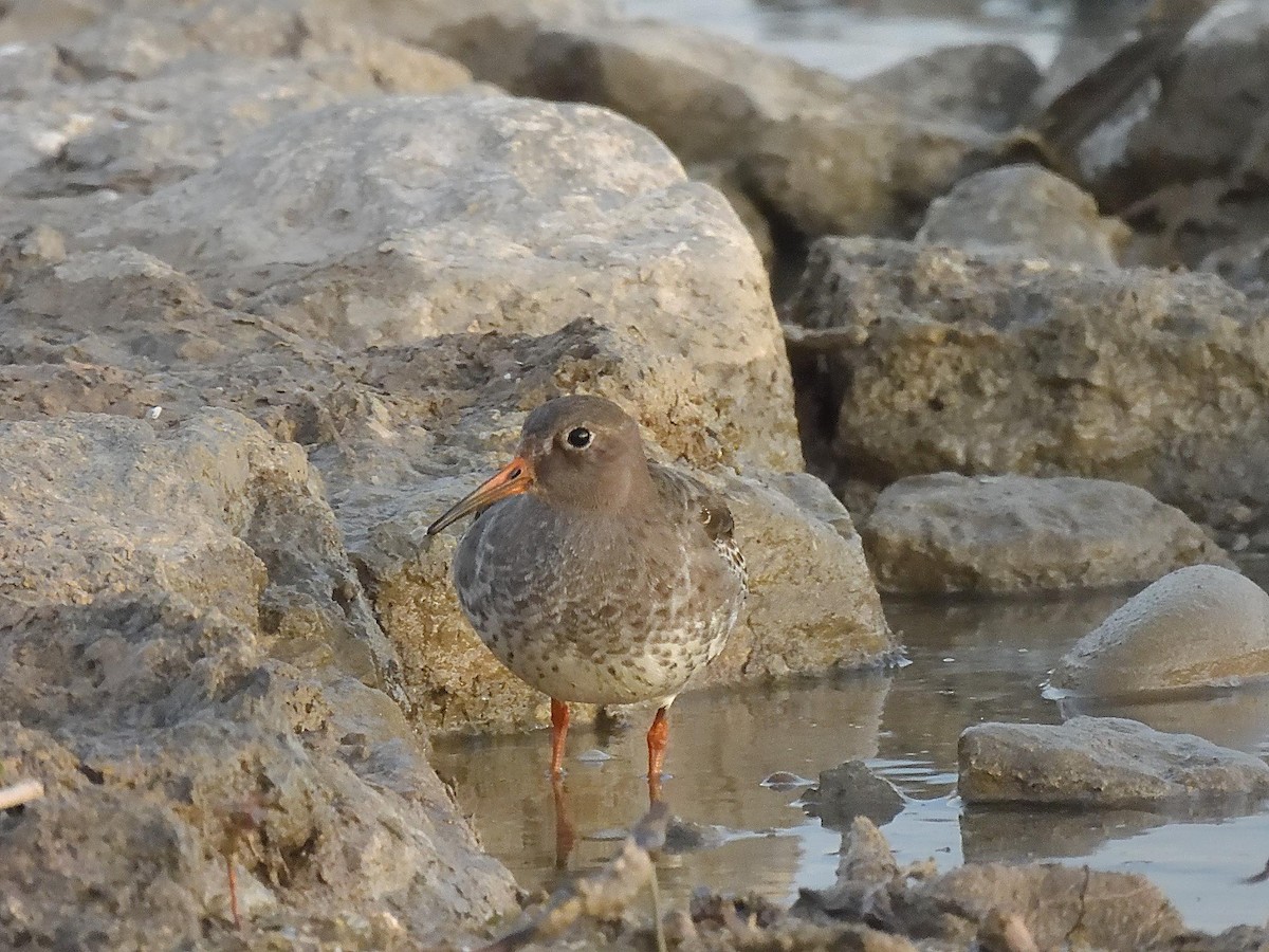 Purple Sandpiper - ML646614667
