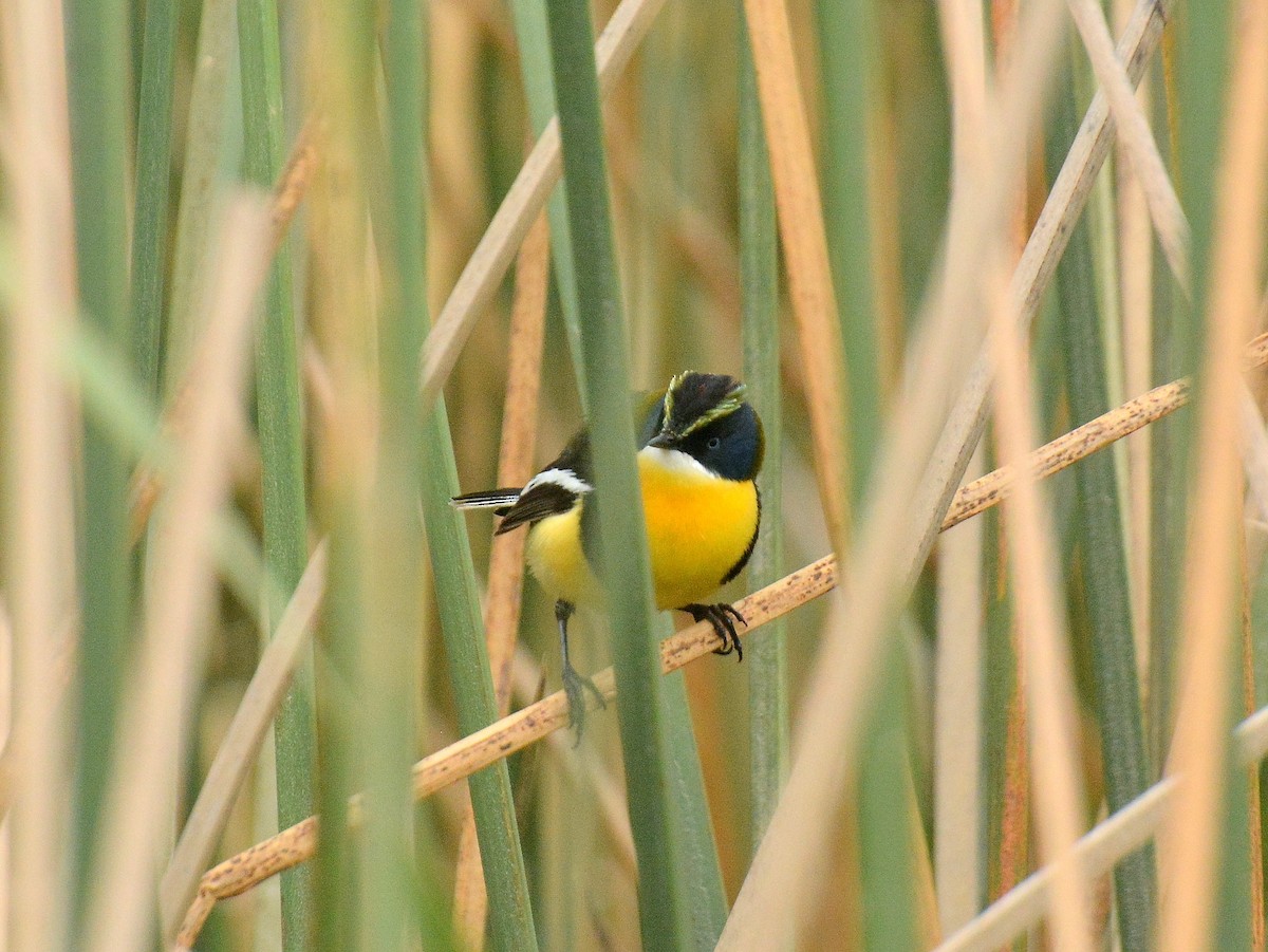 Many-colored Rush Tyrant - ML646614668