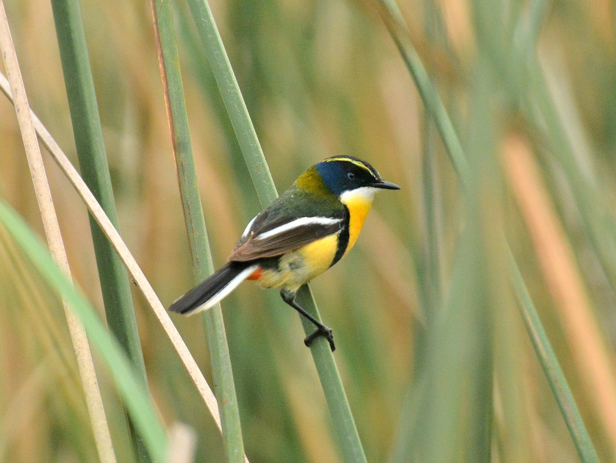 Many-colored Rush Tyrant - ML646614669