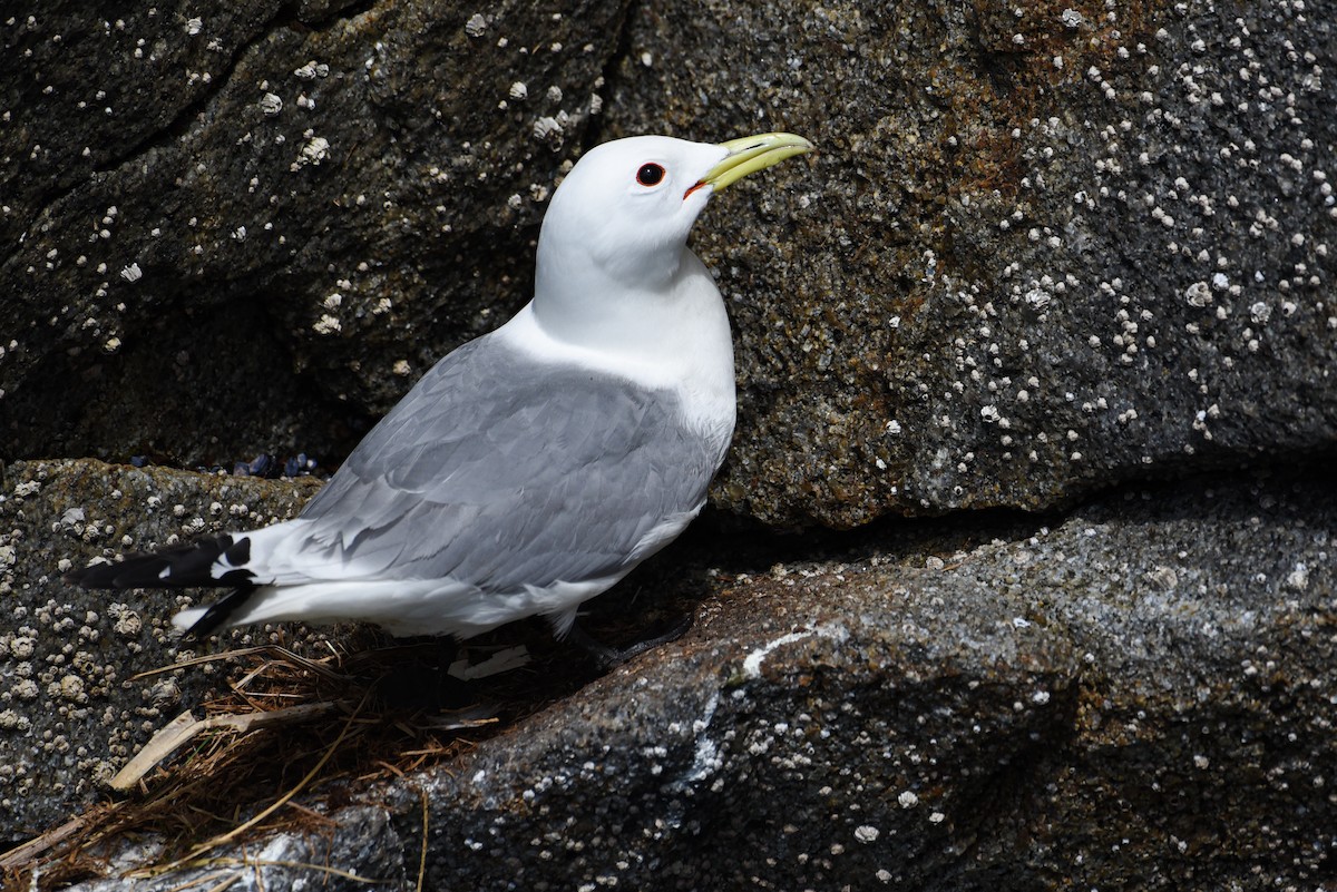 Black-legged Kittiwake - ML646614670