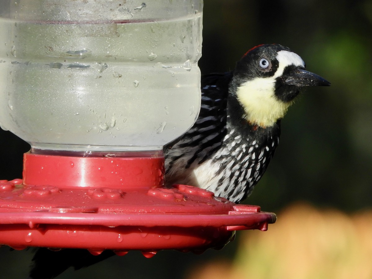 Acorn Woodpecker - ML646614672
