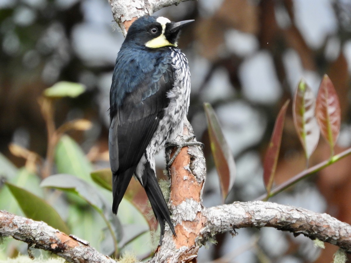 Acorn Woodpecker - ML646614673