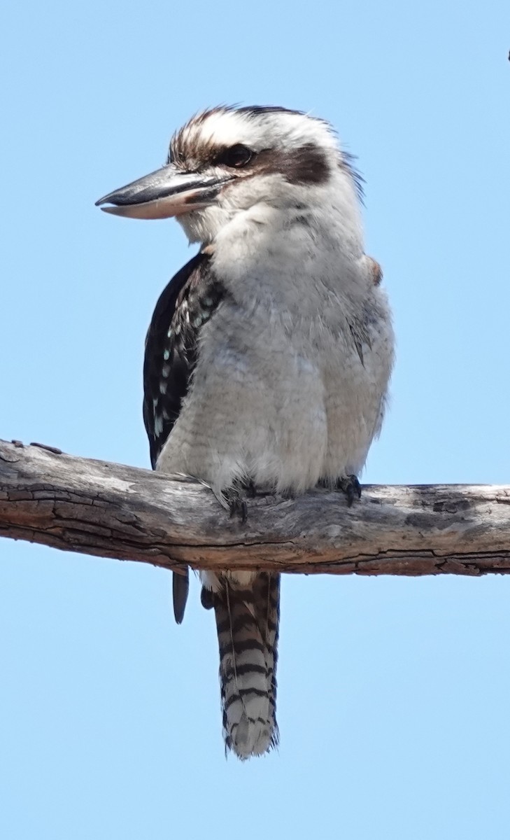 Laughing Kookaburra - ML646614674