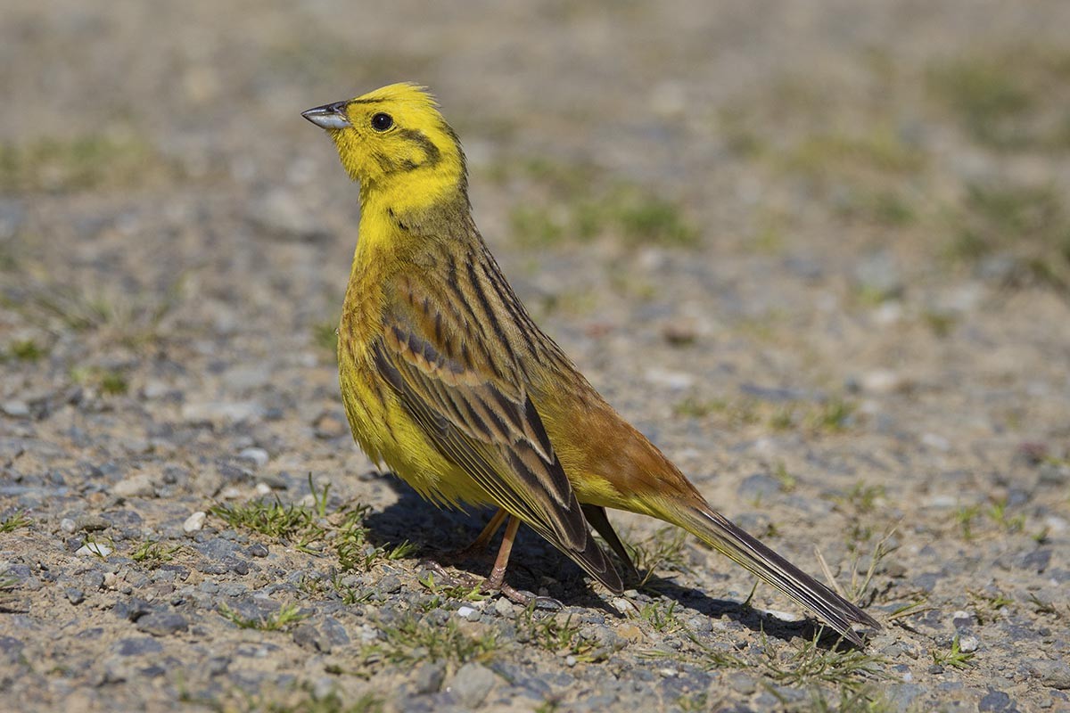 Обыкновенная овсянка - ML646614676