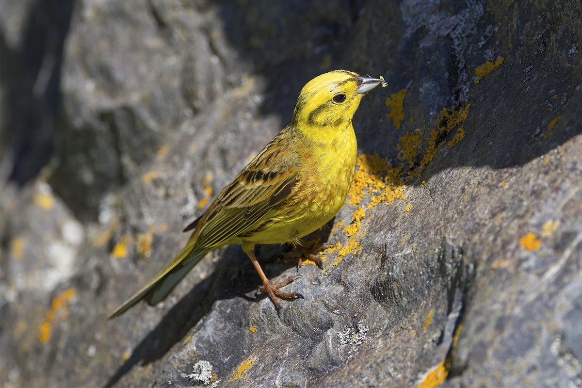 Обыкновенная овсянка - ML646614677